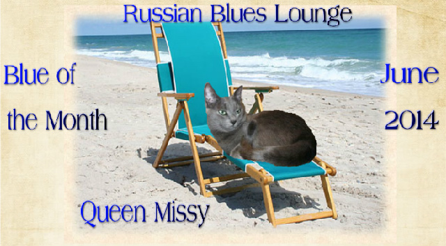 Blue of the Month in Catster's Russian Blues Lounge