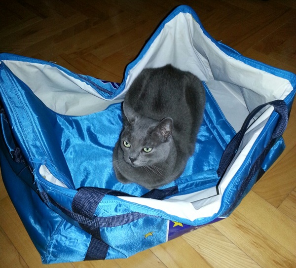 Missy_in_shoppingbag201408.jpg