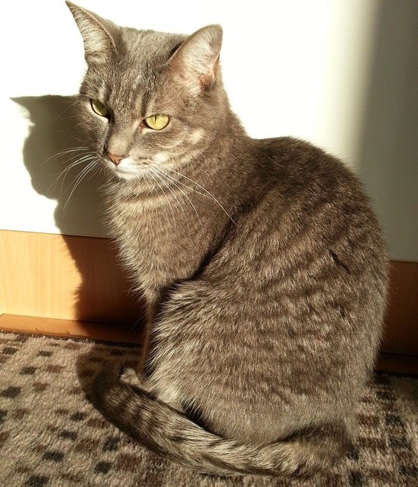 Lizzy_in_Sunbeam_201409.jpg