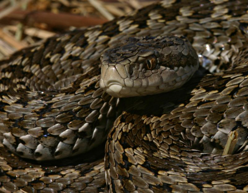 Vipera_u_rakosiensis.jpg