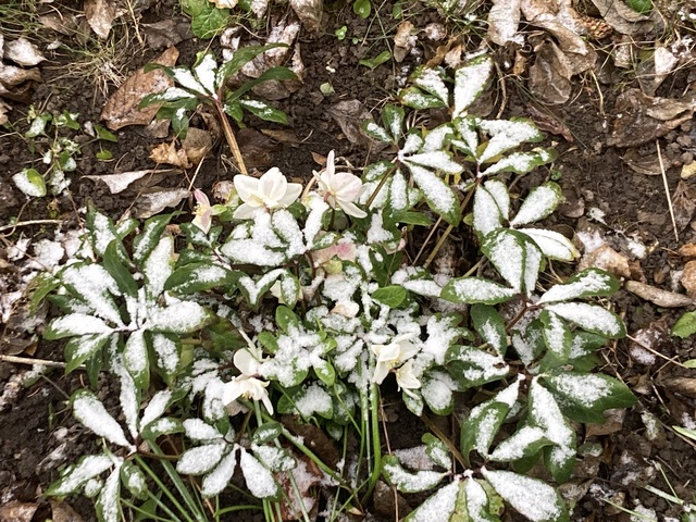 Karácsony rózsája, a fekete hunyor