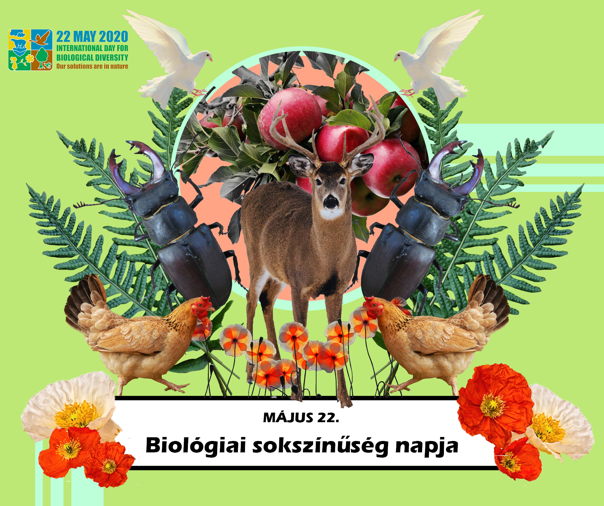 05_22_biodiverzitas_2.jpg