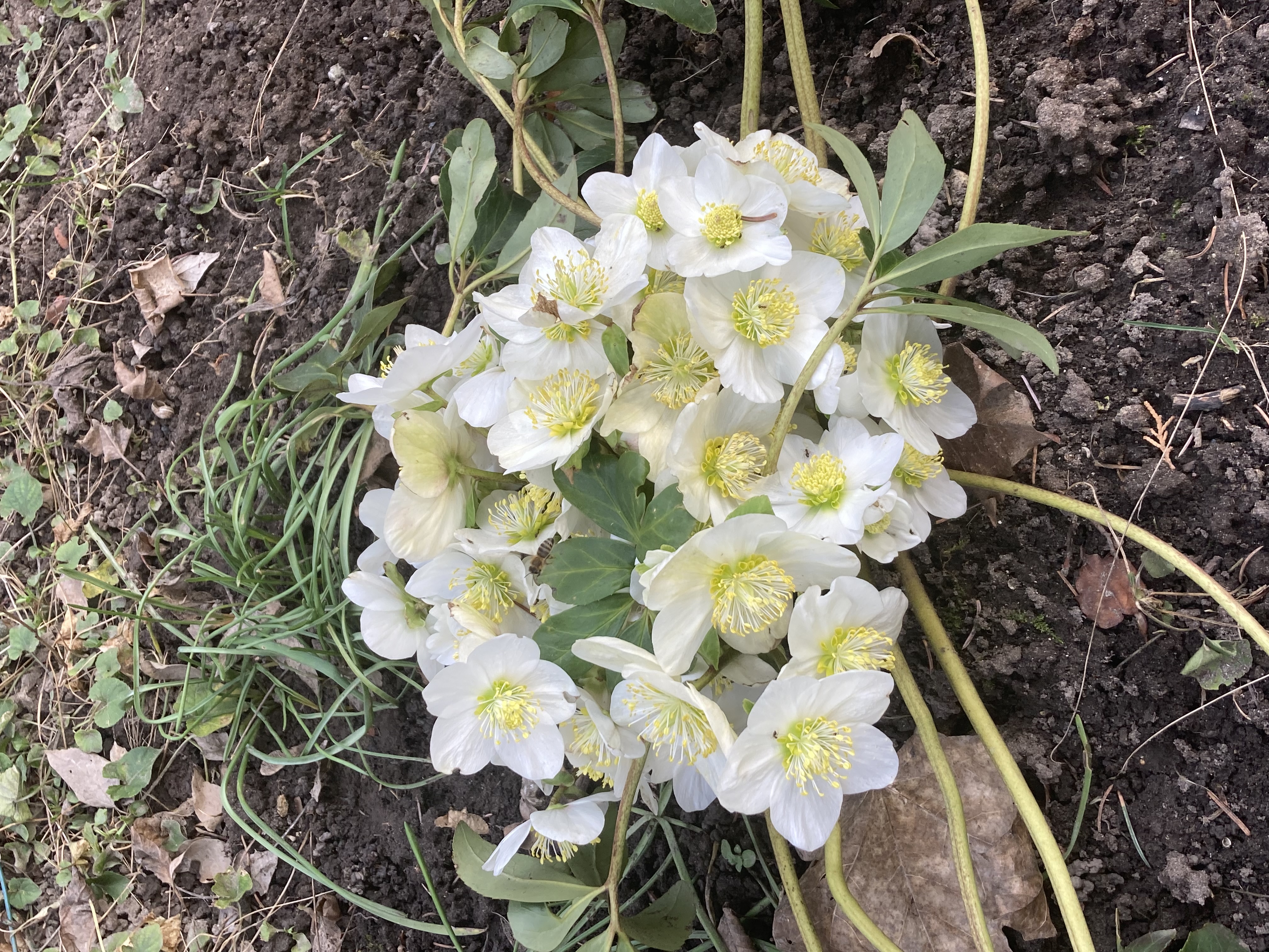 3_helleborus_niger_montblanc.jpg