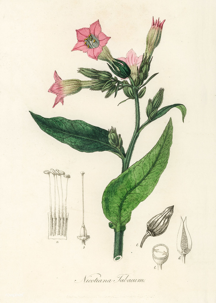 nicotiana_tabacum_40167125830_591176b7ee_b.jpg