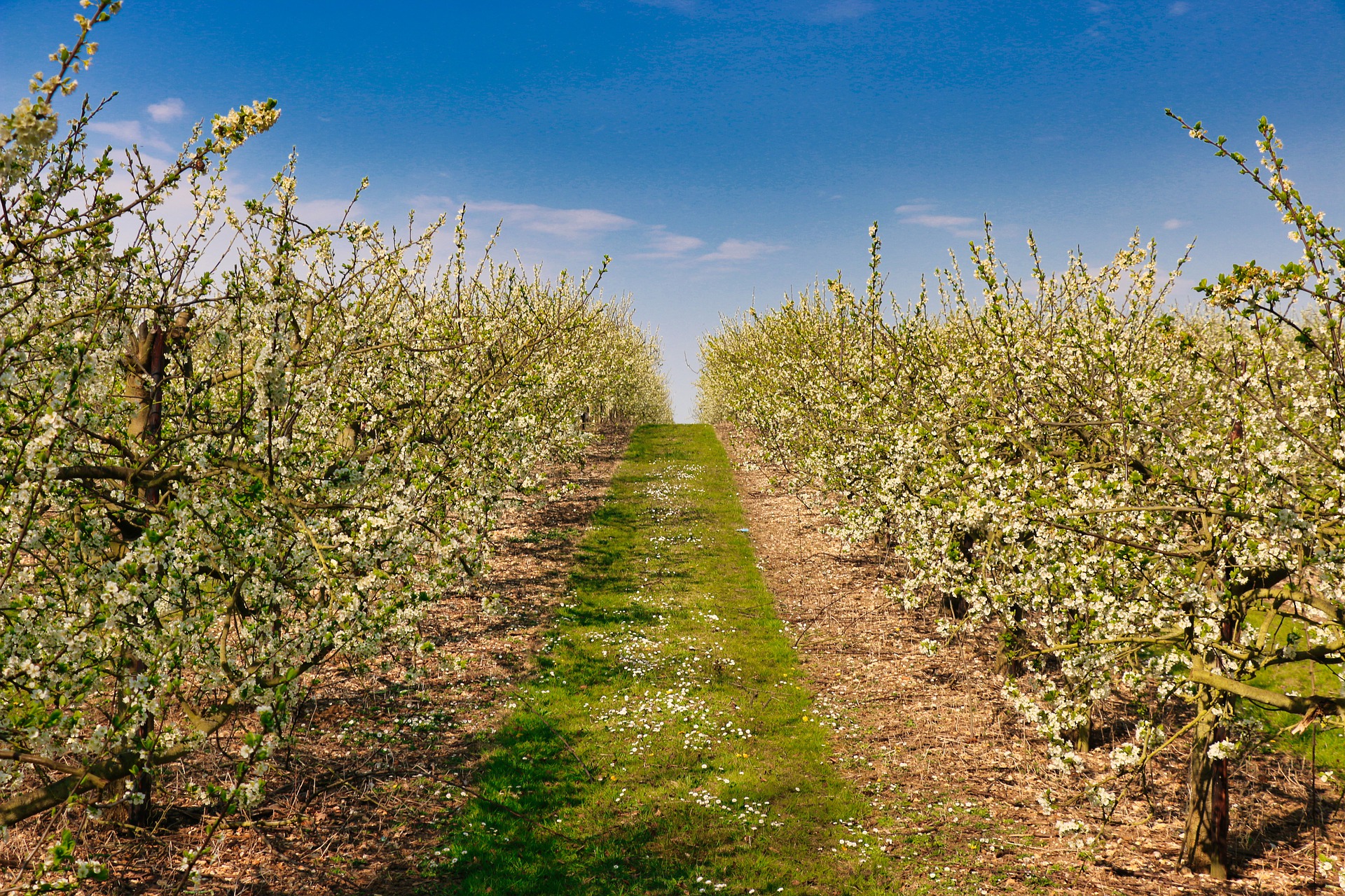 orchard-5035239_1920.jpg