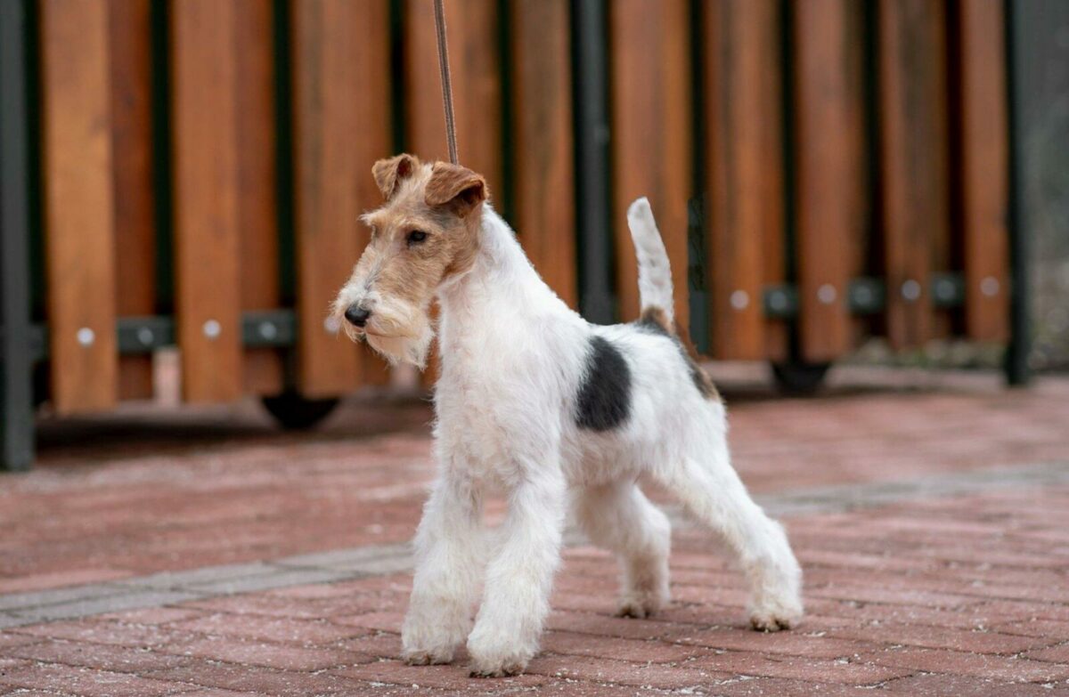 foxterrier.jpg