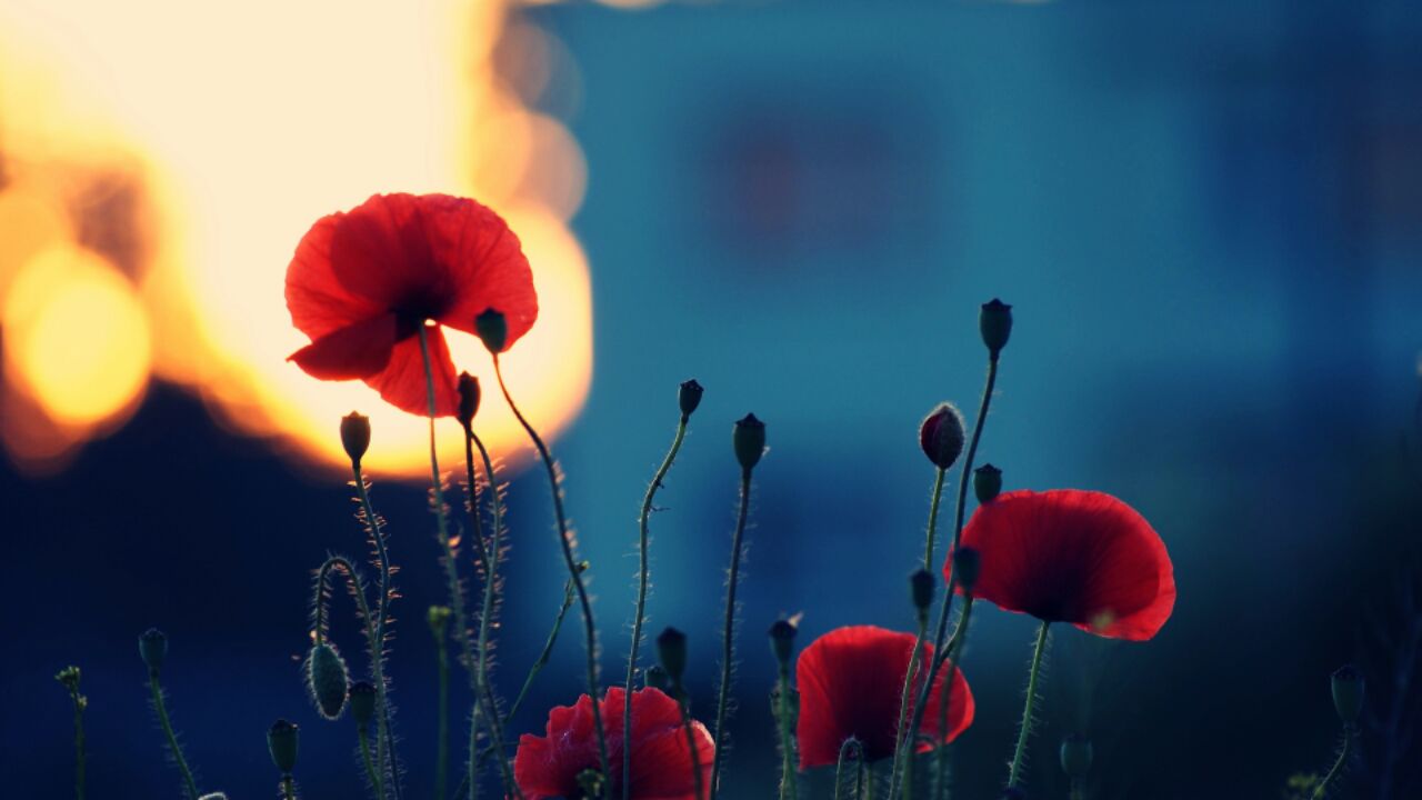 red-poppies-flower-wallpaper.jpg