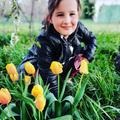 #sárga tulipánok