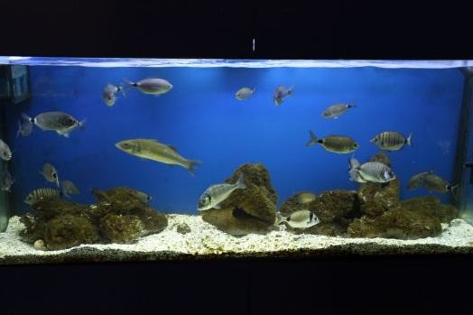 Baška akvárium (Forrás: www.akvarij-baska.com)