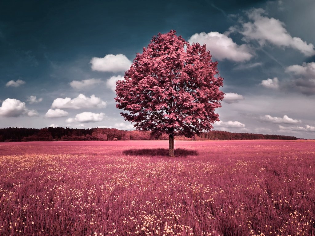 total-pink.jpg