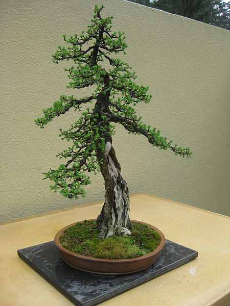 vorosfenyo.bonsai_.jpg