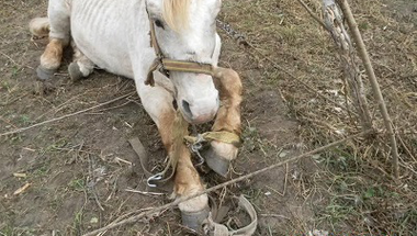 Újra felbukkant a monori lókínzó - VIDEÓ!