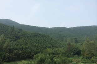 Moganshan 3.nap