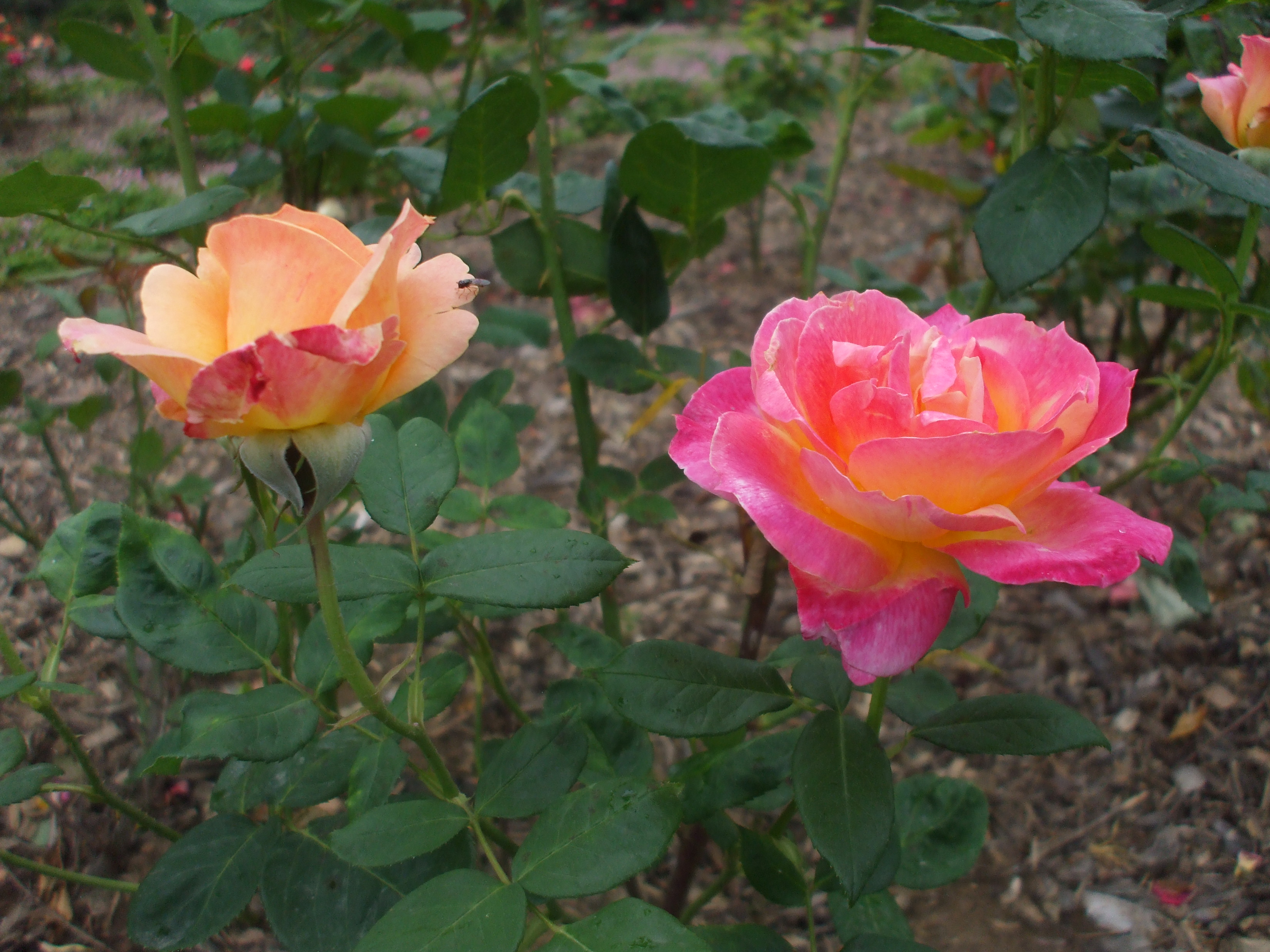 DSCF3901.JPG