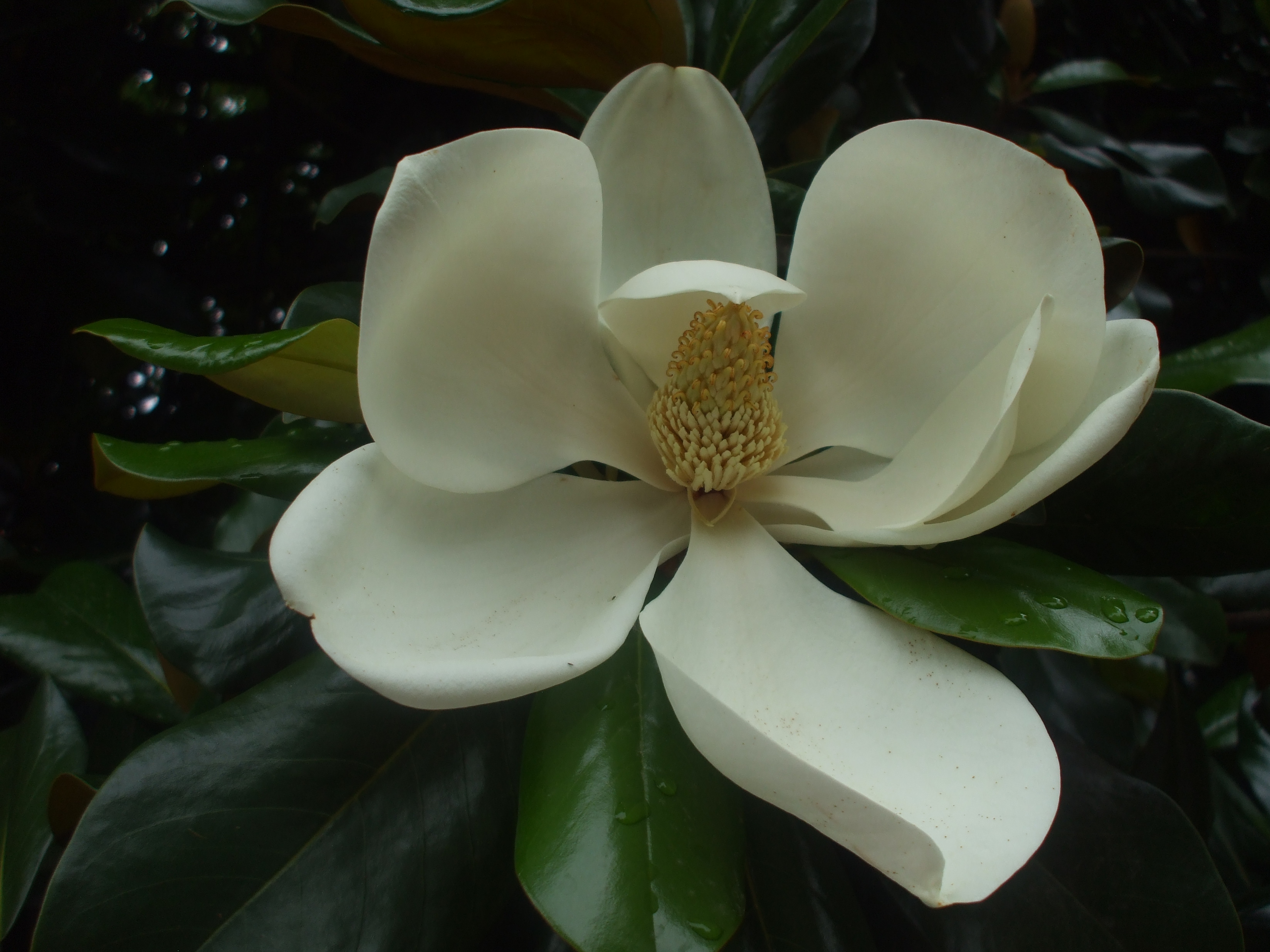 DSCF4015.JPG