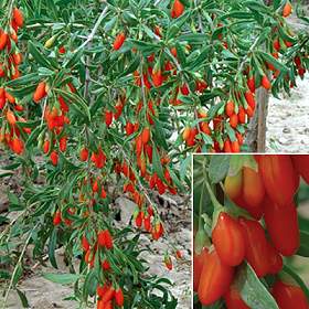 goji.jpg