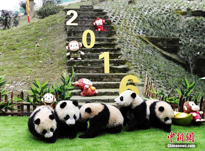panda1_-shanghaiist.jpg