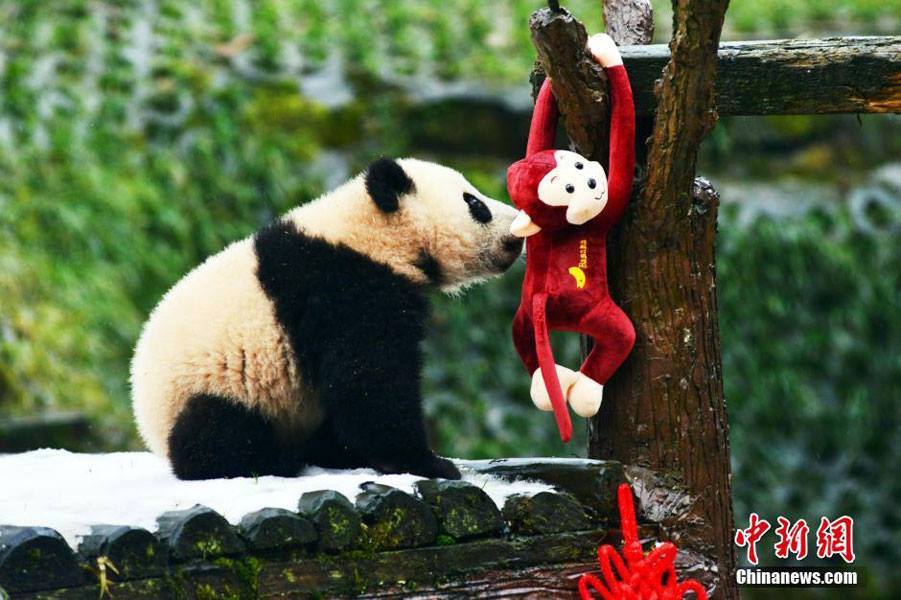 panda2_shanghaiist.jpg