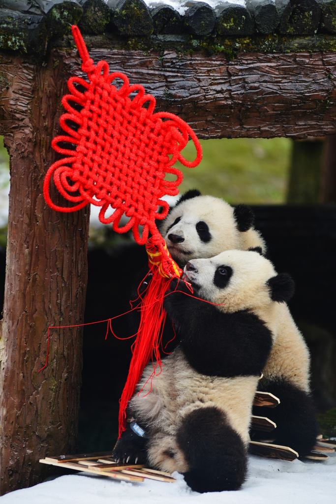panda_cctv.jpg