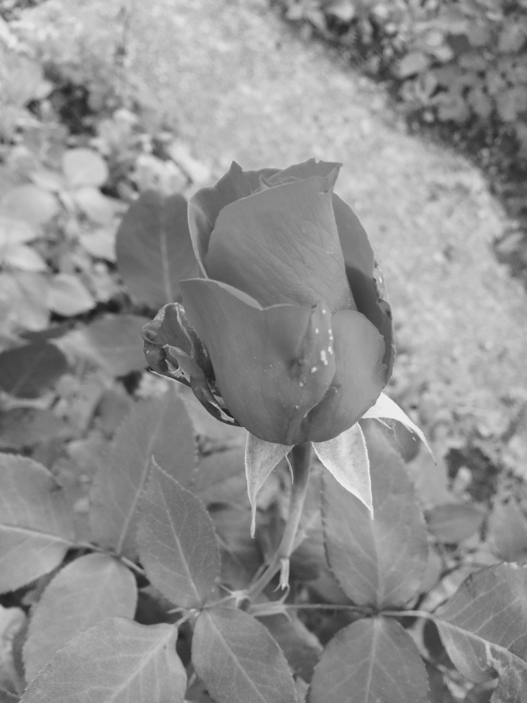 thumb_img_3904_1024.jpg