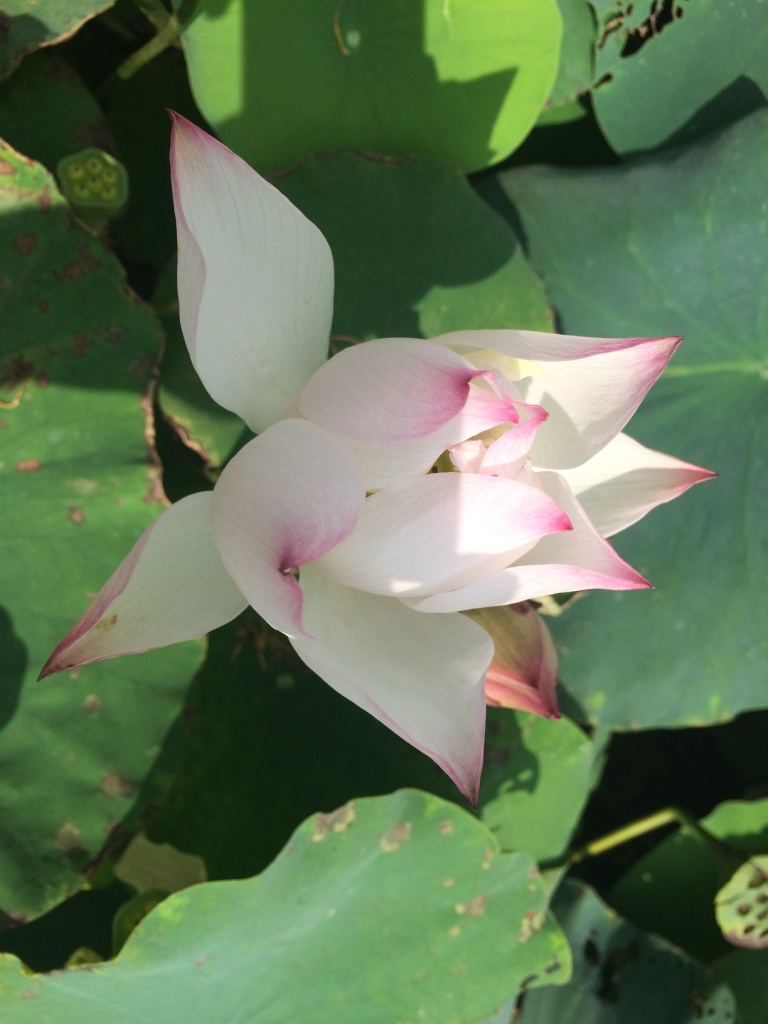 thumb_img_5096_1024.jpg