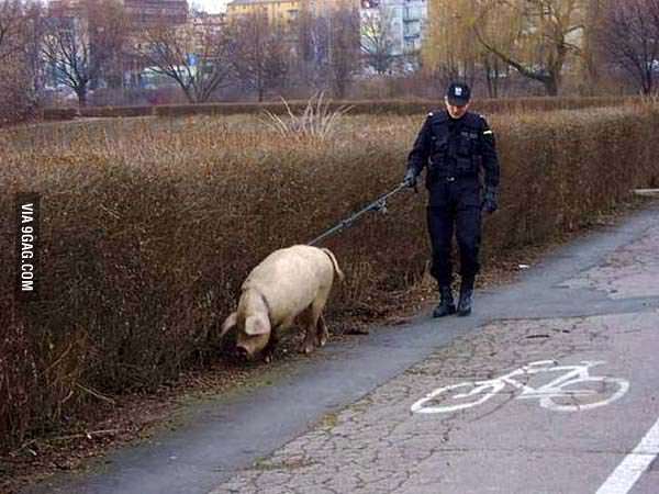 6626012_700b pigcop.jpg