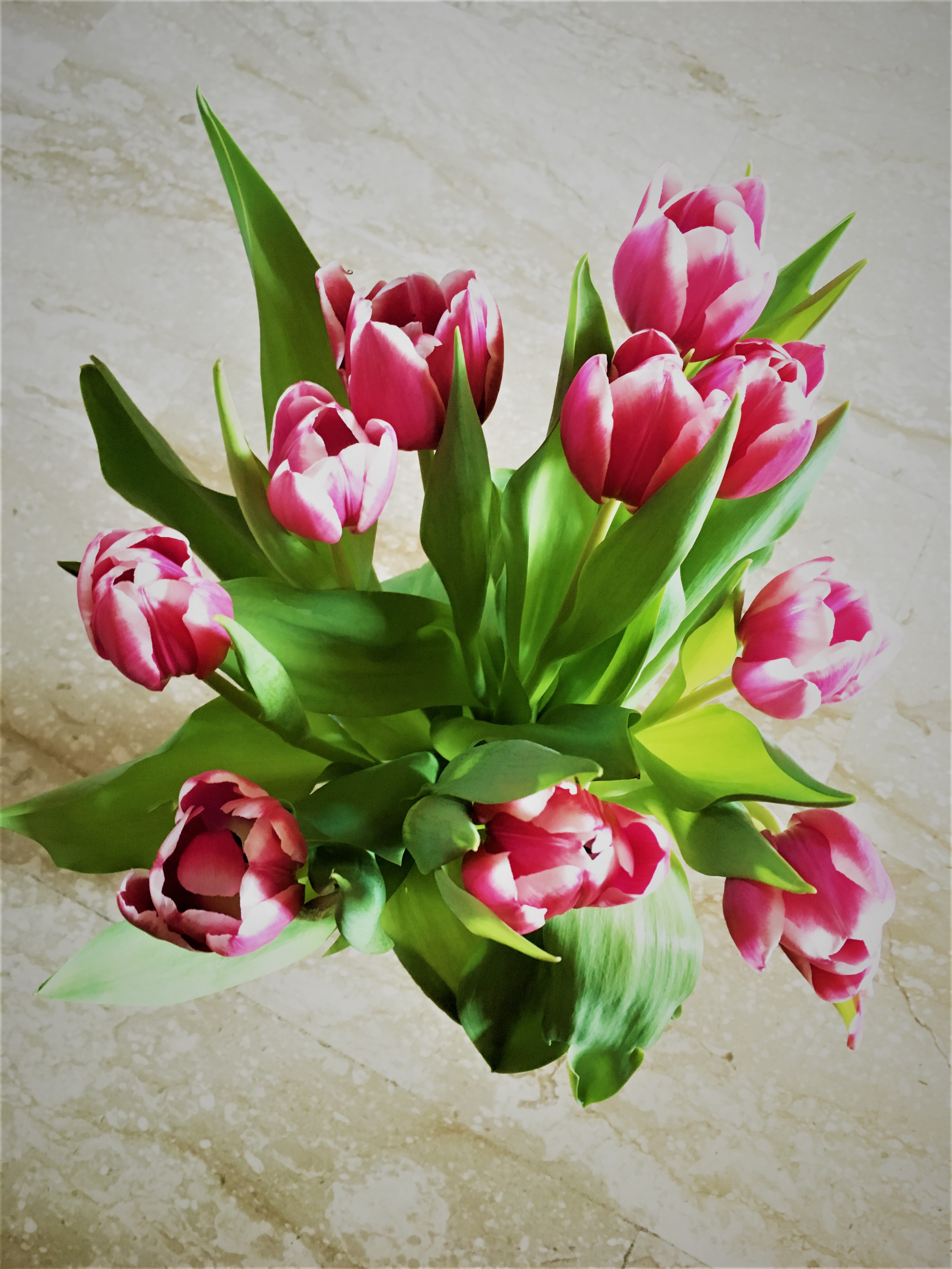 tulipan1.jpg