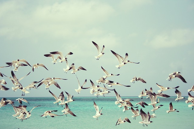 seagulls-815304_640.jpg