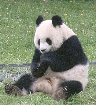 1panda.jpg