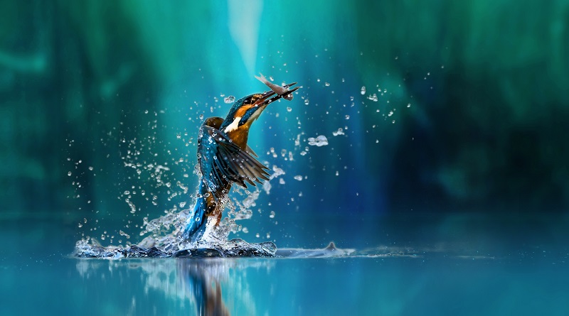 kingfisher_c_shutterstock.jpg