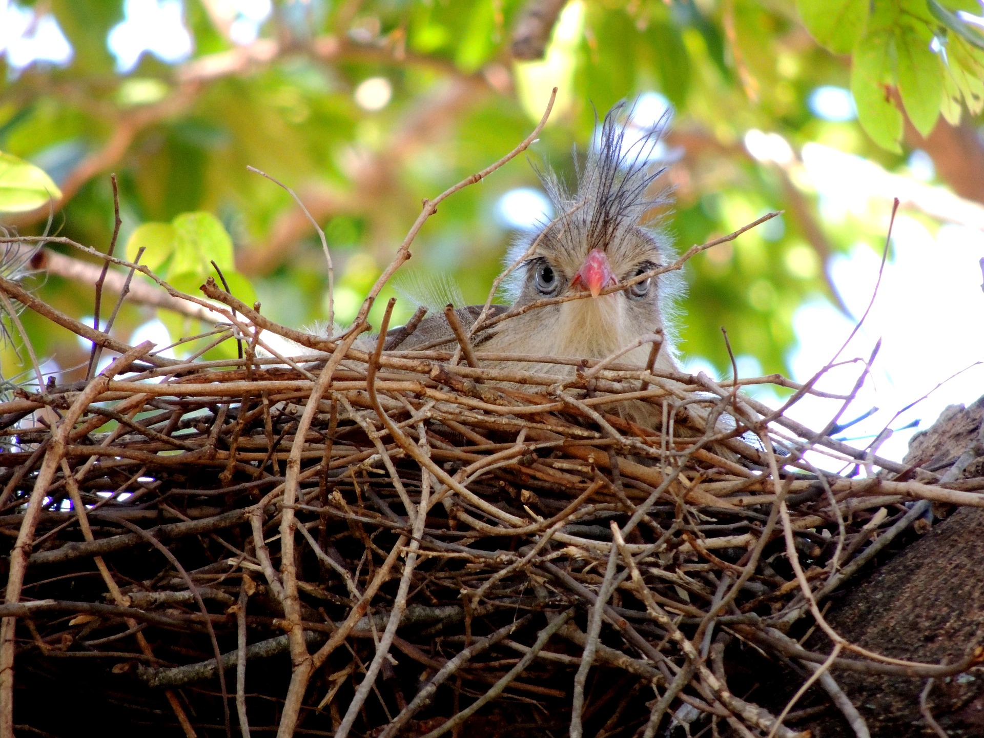 bird-634171_1920.jpg