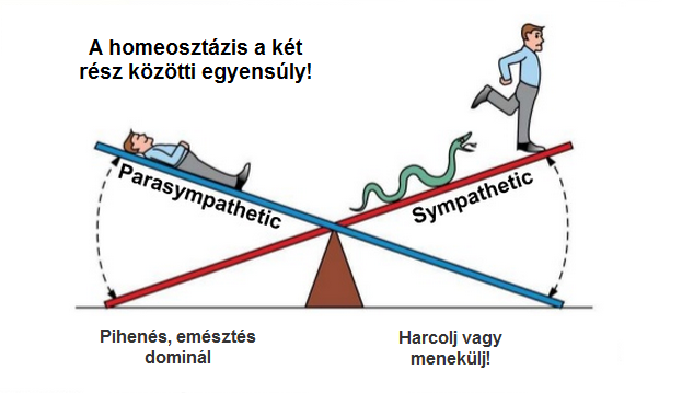 idegrendszeer.png