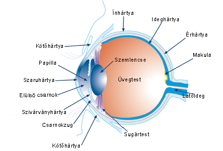 szem.jpg