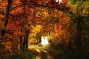 13 lenyűgöző fénykép a hazai őszi erdőkből