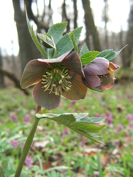 450px-helleborus_purpurascens_20100404.jpg