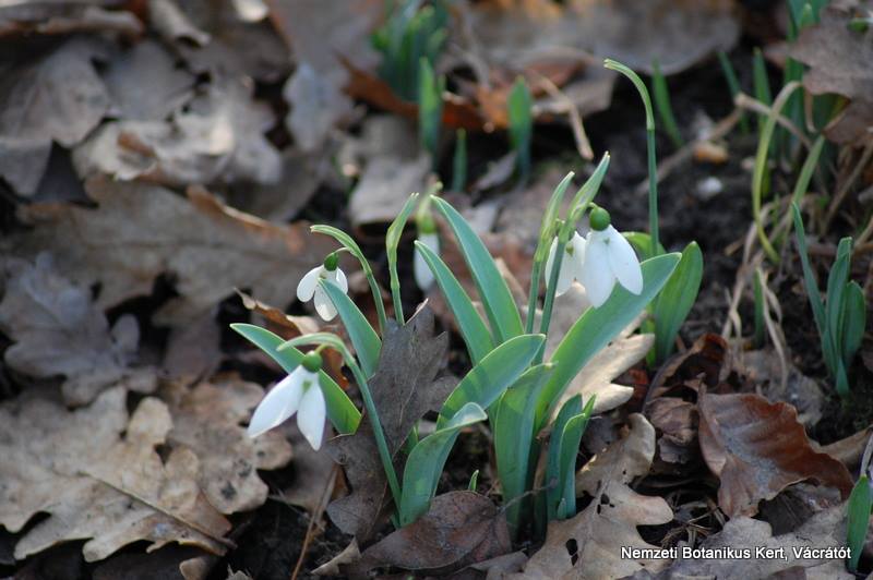 galanthus.jpg