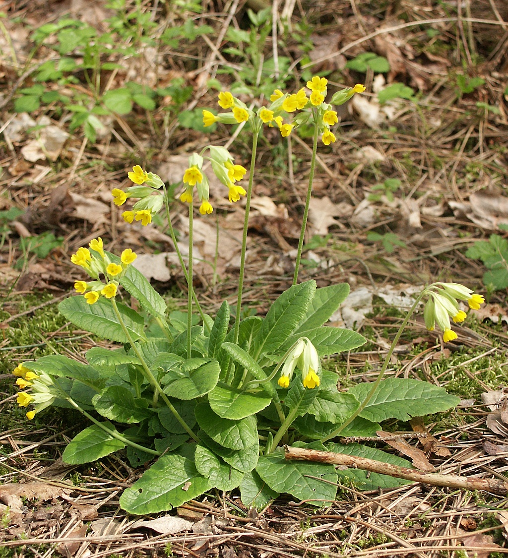 primula_veris_230405.jpg