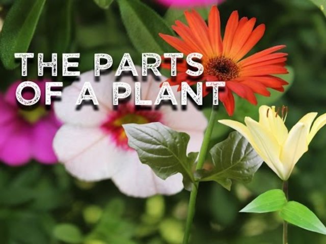 The Parts of a Plant (song for kids about flower/stem/leaves/roots)