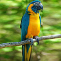 Kéktorkú ara papagájok Bolíviában