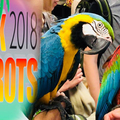 Think Parrots Show, 2016