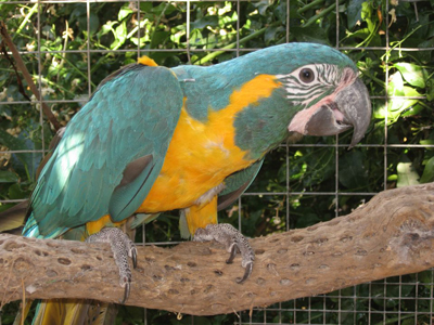 kektorku-ara-papagajok-boliviaban-4.jpg
