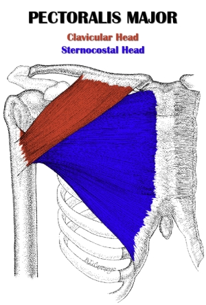 pectoralis-major-2.jpg