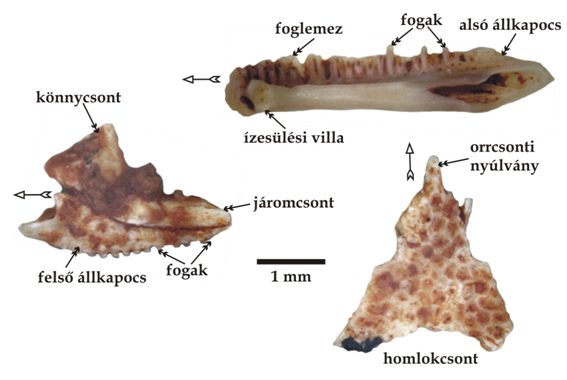 furcsafarkosketeltu_csontok_szentesiz.png