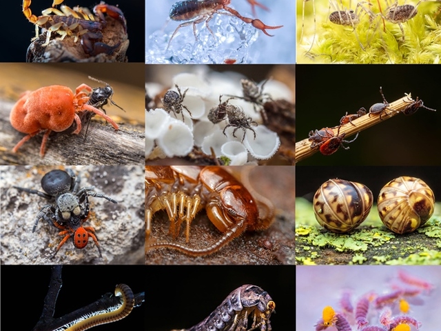 Talajzoo blog 3 – Állataink és gyűjtésük