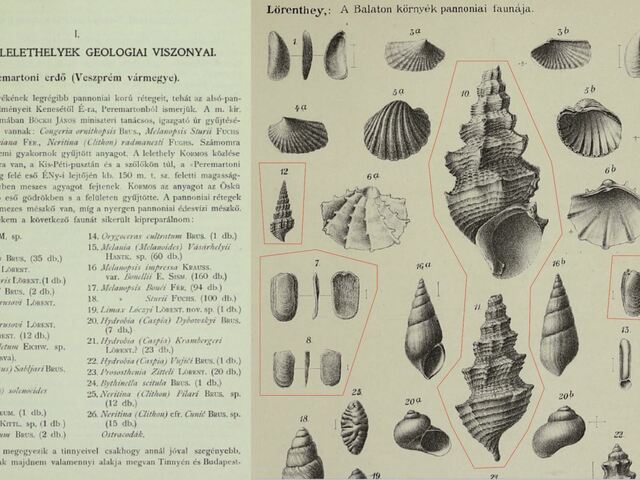 Berhida – Peremartoni-erdő, az elfeledett feltárás