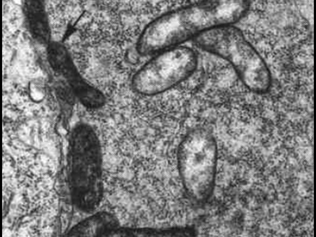 Wolbachia baktériumok: a manipuláció mesterei a gerinctelenek világában
