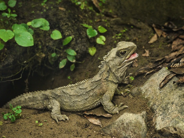 Tuatara – A dinoszauruszok fennmaradt kortársa
