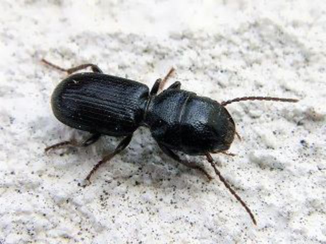 Az Állattár munkatársai a ritkának számító nagyfejű futrinka (Dixus clypeatus) példányait találták Pakson