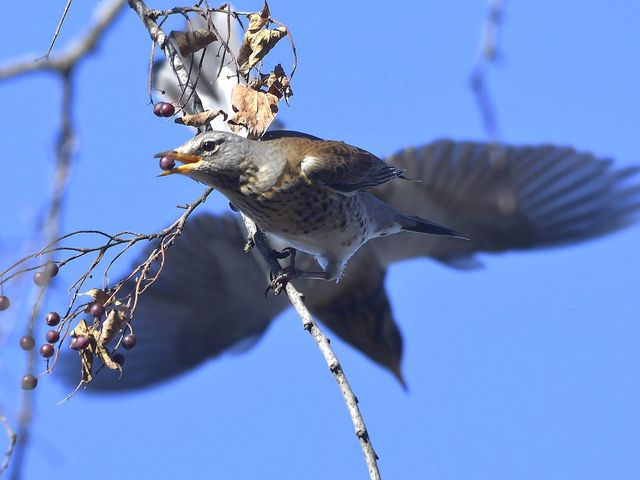 2021.62.1. Turdus pilaris – Történet a számok mögött: egy fenyőrigó fészek a Magyar Természettudományi Múzeum Madárgyűjteményében