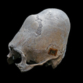 „Határon túli” leletek az Embertani Tár gyűjteményében I. - mesterségesen torzított koponyák Erdélyből